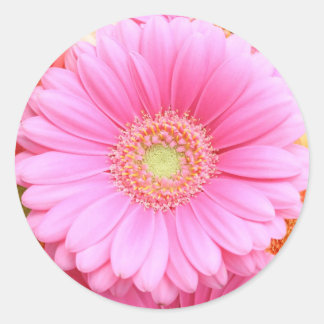 Rosa Gerber Daisy Stickers Runt Klistermärke