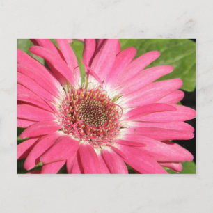 Rosa Gerber Daisy Vykort