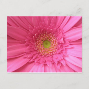 Rosa Gerber Daisy Vykort