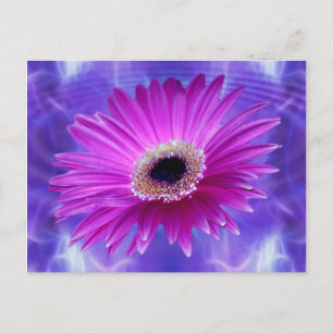 Rosa Gerber Daisy Vykort