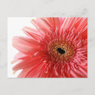 Rosa Gerber Daisy-vykort Vykort