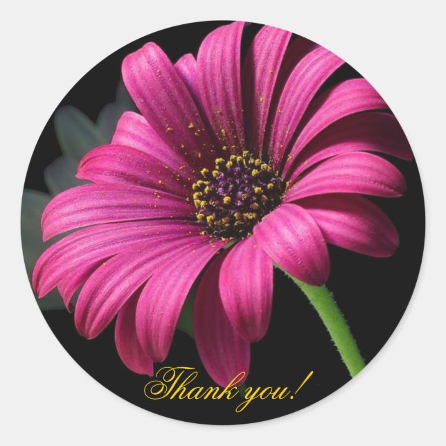 Rosa Gerber Tack! Runt Klistermärke (Framsida)