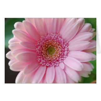 Rosa Gerbera Card OBS Kort