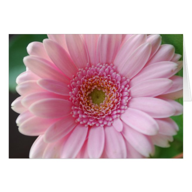 Rosa Gerbera Card OBS Kort (Framsidan Horizontal)
