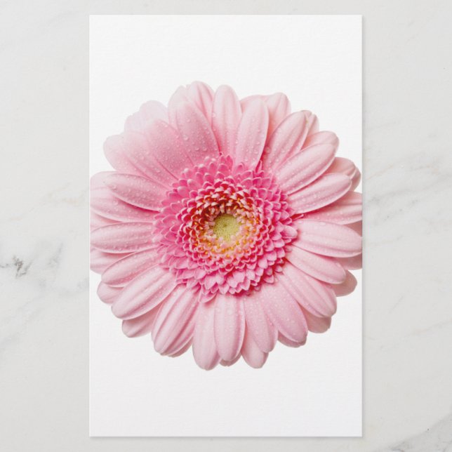 Rosa Gerbera Daisy (Framsida)