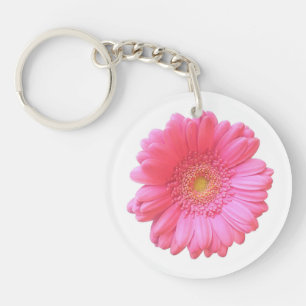 Rosa gerbera daisy