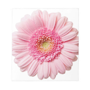 Rosa Gerbera Daisy Anteckningsblock