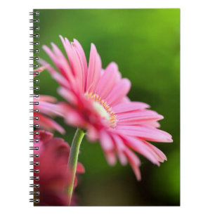 Rosa Gerbera Daisy Anteckningsbok