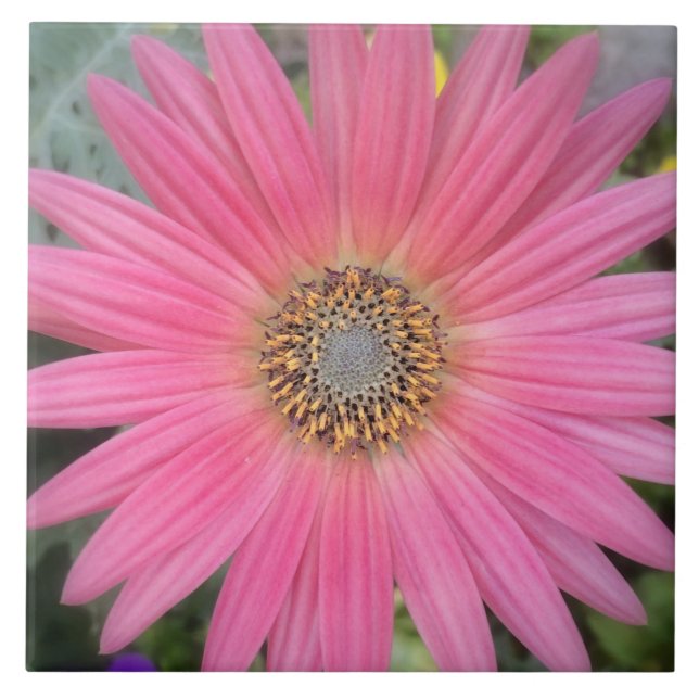 Rosa Gerbera Daisy Ceramic Tile Kakelplatta (Framsidan)