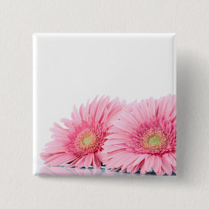 Rosa Gerbera Daisy Elegant Fotography Knapp