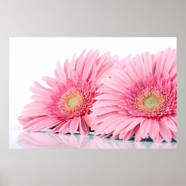 Rosa Gerbera Daisy Elegant Fotography Poster (Framsidan)
