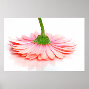 Rosa Gerbera Daisy Flower Photograph Poster