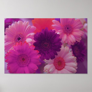 Rosa Gerbera Daisy Flowers Wall Art Print Poster