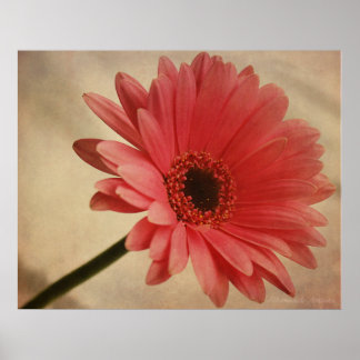 Rosa Gerbera Daisy - Fotografisk utskrift Poster