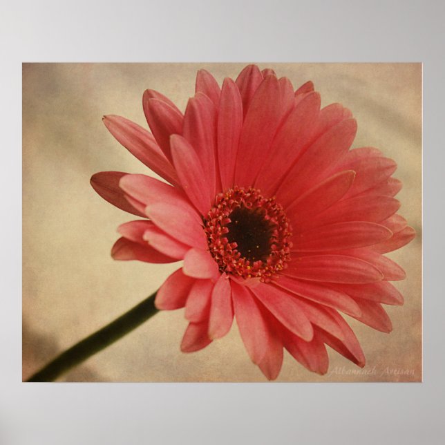 Rosa Gerbera Daisy - Fotografisk utskrift Poster (Framsidan)