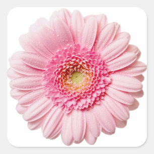 Rosa Gerbera Daisy Fyrkantigt Klistermärke