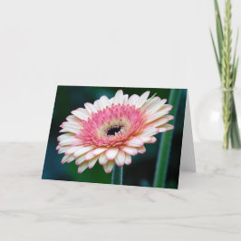 Rosa Gerbera Daisy Greeting Card Kort