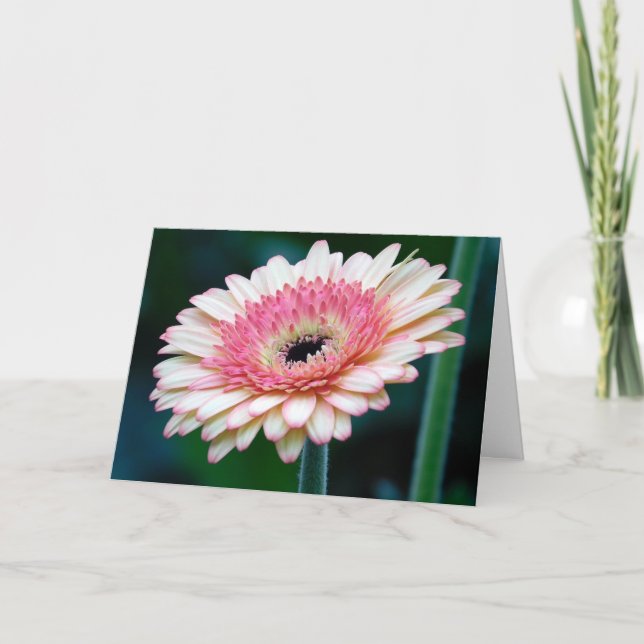 Rosa Gerbera Daisy Greeting Card Kort (Framsida)