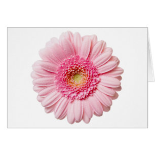 Rosa Gerbera Daisy Hälsningskort