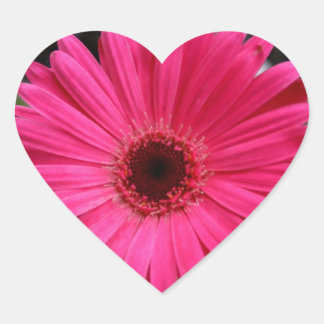 Rosa Gerbera Daisy Heart Hjärtformat Klistermärke