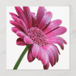 Rosa Gerbera Daisy Inbjudan