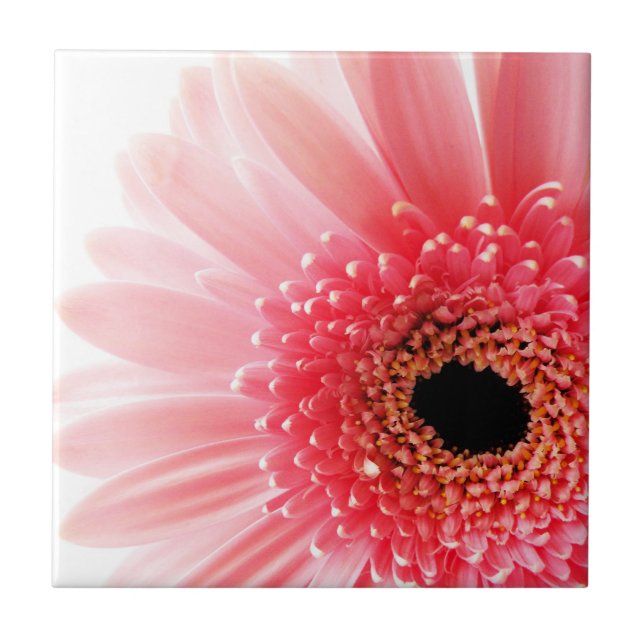 Rosa Gerbera Daisy Kakelplatta (Framsidan)