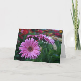 Rosa Gerbera Daisy Kort