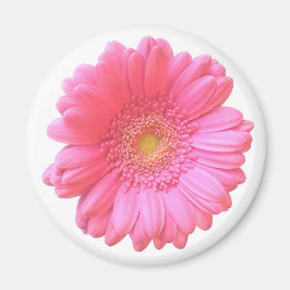 Rosa gerbera daisy magnet