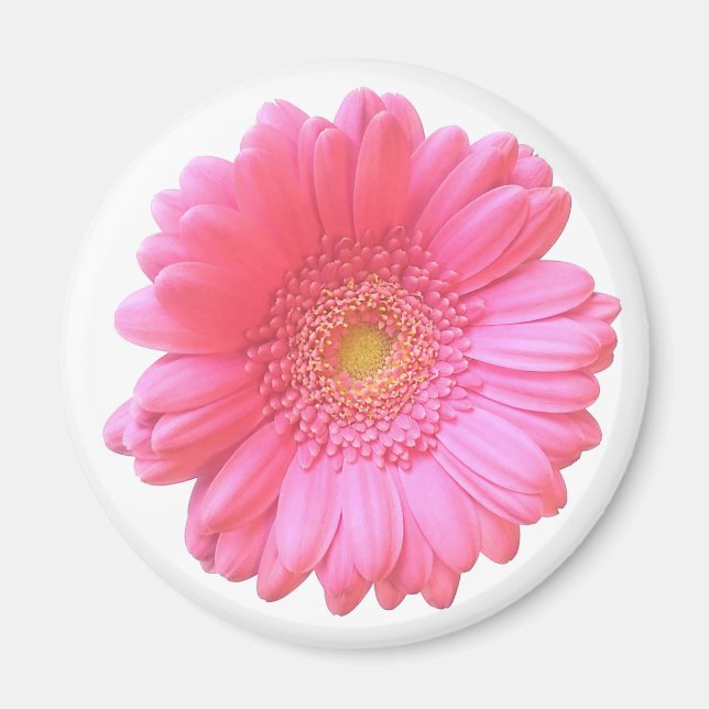 Rosa gerbera daisy magnet (Framsidan)