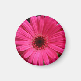 Rosa Gerbera Daisy Magnet