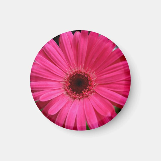 Rosa Gerbera Daisy Magnet (Framsidan)