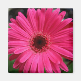 Rosa Gerbera Daisy Magnet