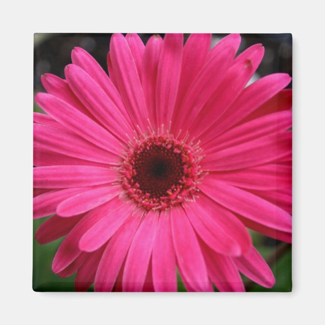 Rosa Gerbera Daisy Magnet (Framsidan)