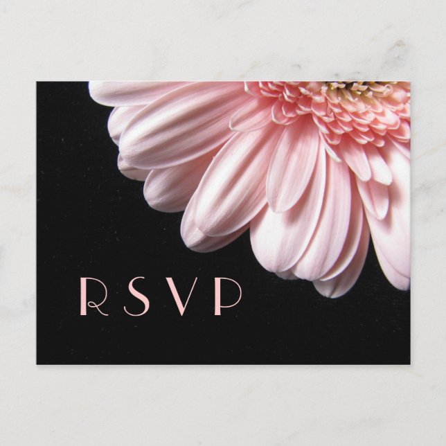 Rosa Gerbera Daisy OSA Postcard Inbjudan Vykort (Framsida)