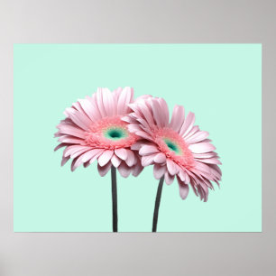 Rosa Gerbera Daisy Poster