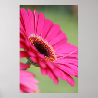 Rosa Gerbera Daisy Poster Skriv ut