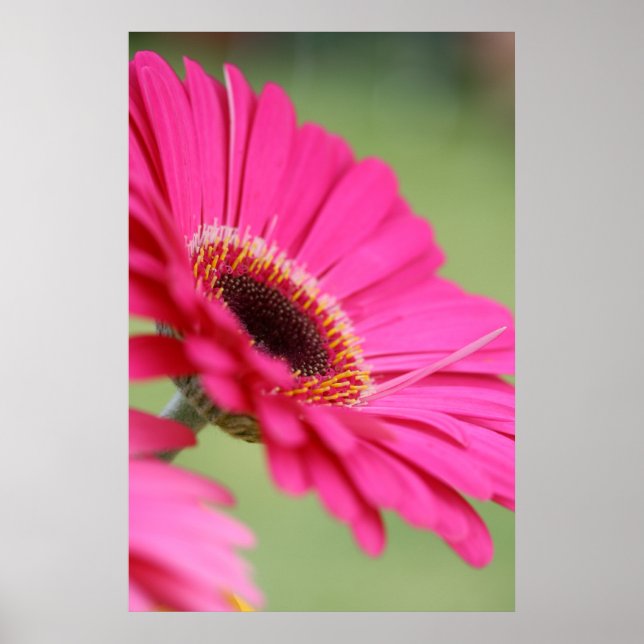 Rosa Gerbera Daisy Poster Skriv ut (Framsidan)