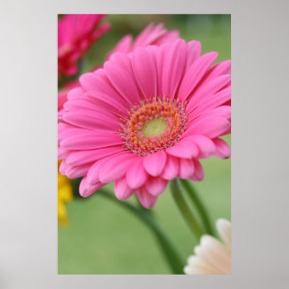 Rosa Gerbera Daisy Poster Skriv ut