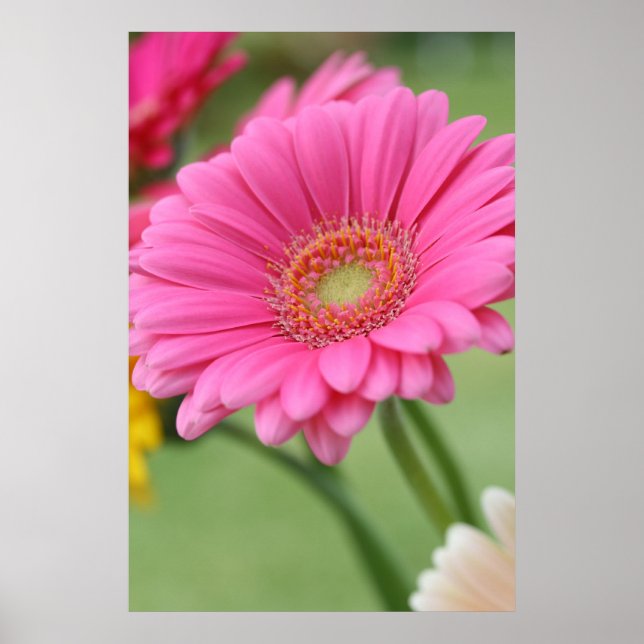 Rosa Gerbera Daisy Poster Skriv ut (Framsidan)