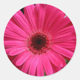 Rosa Gerbera Daisy Runt Klistermärke