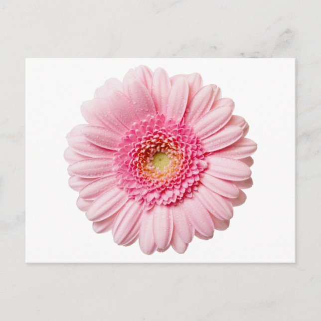 Rosa Gerbera Daisy Vykort (Framsida)