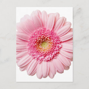Rosa Gerbera Daisy Vykort