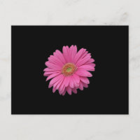 Rosa Gerbera Daisy