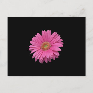 Rosa Gerbera Daisy Vykort