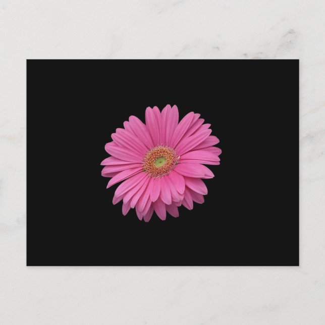 Rosa Gerbera Daisy Vykort (Framsida)