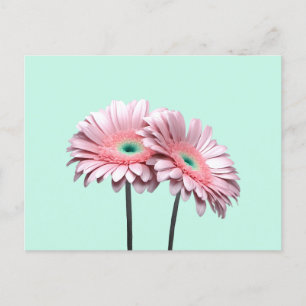 Rosa Gerbera Daisy Vykort