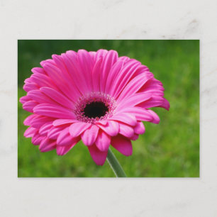 Rosa Gerbera Daisy Vykort