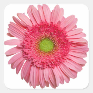 Rosa Gerbera-Daisyn Fyrkantigt Klistermärke
