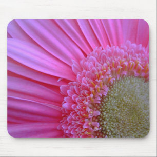 Rosa Gerbera Musmatta