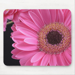 Rosa Gerbera Musmatta